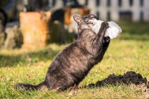 Messa a fuoco selettiva di un gatto nero che gioca in un parco