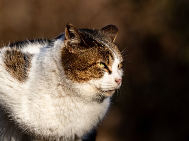 Messa a fuoco selettiva di un gatto randagio nella foresta di Izumi a Yamato, in Giappone durante il giorno