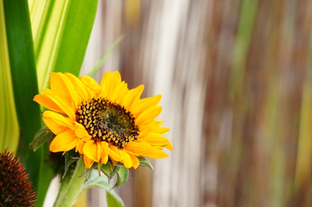 Messa a fuoco selettiva di un girasole in un campo sotto la luce del sole con uno sfondo sfocato