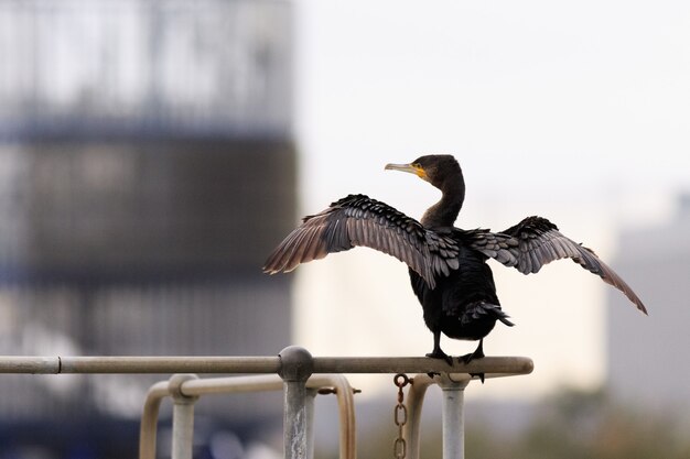 Messa a fuoco selettiva di un pesce persico a doppia cresta di cormorano su una ringhiera di metallo nel parco