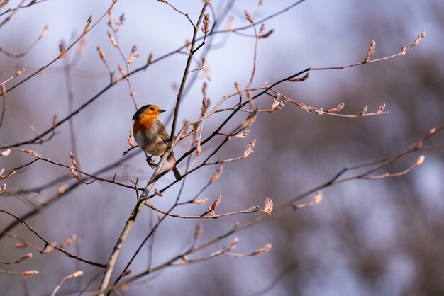 Messa a fuoco selettiva di un pettirosso europeo sul ramo di un albero