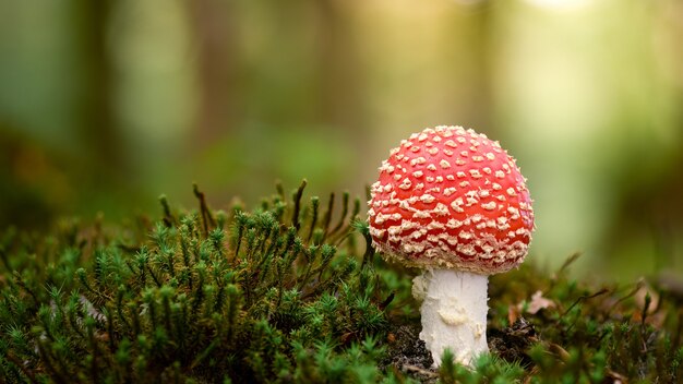 Messa a fuoco selettiva di un piccolo agarico di mosca che cresce nel suo ambiente naturale