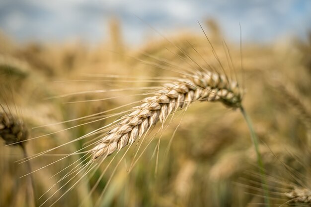 Messa a fuoco selettiva di un ramo di grano d'orzo nel campo