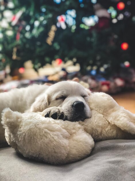 Messa a fuoco selettiva di un simpatico cucciolo che dorme su un peluche