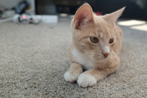 Messa a fuoco selettiva di un simpatico gatto beige sdraiato a terra e guardando a destra