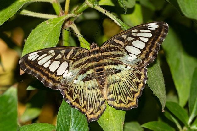 Messa a fuoco selettiva di una bellissima farfalla clipper (Parthenos Sylvia) su una foglia di pianta