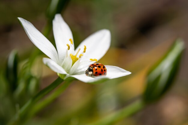 Messa a fuoco selettiva di una coccinella seduta sul petalo di un fiore