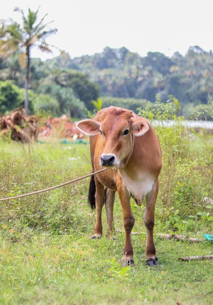 Messa a fuoco selettiva di una mucca marrone con una corda intorno al collo