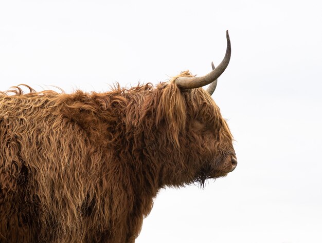 Messa a fuoco selettiva di una mucca pelosa delle Highland catturata alla luce del giorno