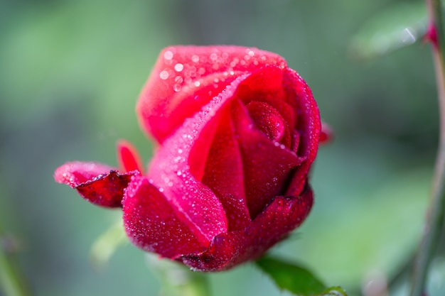 Messa a fuoco selettiva di una rosa rossa