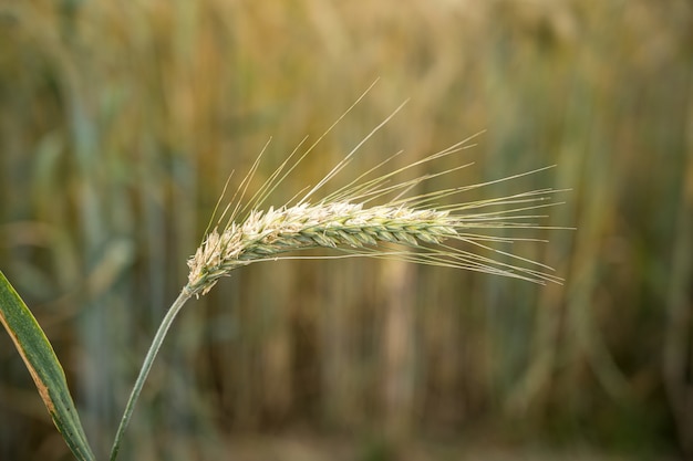 Messa a fuoco selettiva di una singola pianta di orzo dietro il campo