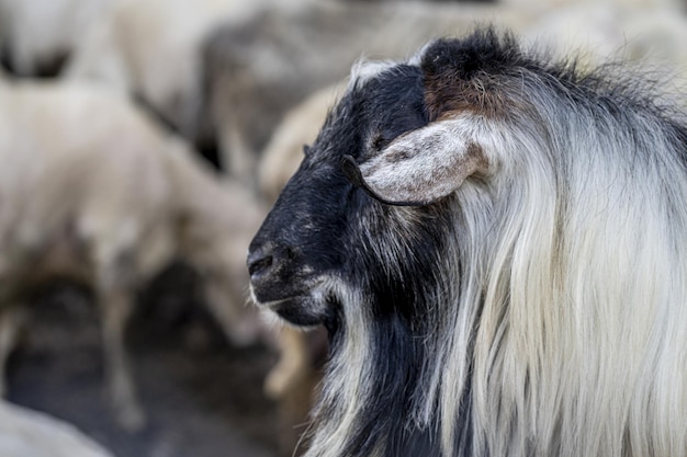 Messa a fuoco selettiva di una vecchia capra pelosa su uno sfondo sfocato