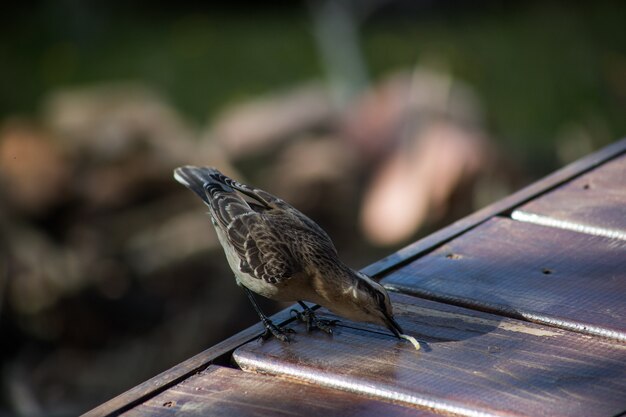 Messa a fuoco selettiva verticale di un mockingbird cileno durante il giorno con uno sfondo sfocato