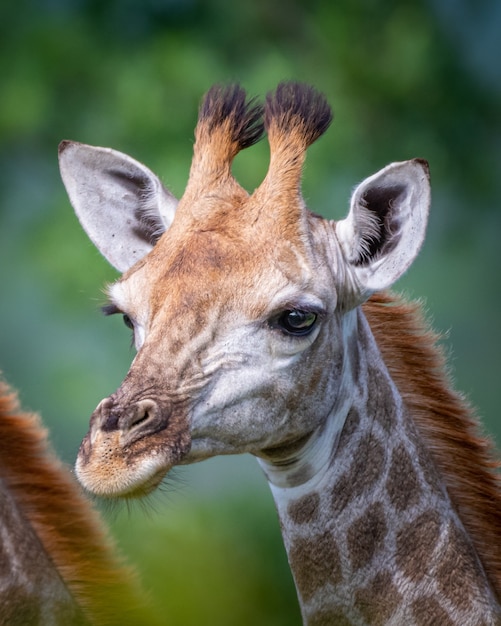 Messa a fuoco selettiva verticale di una giraffa con alberi