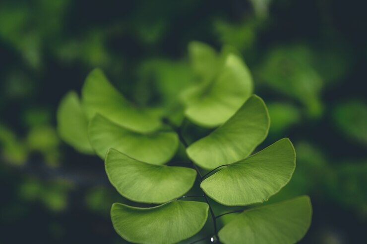 Messa a fuoco soft verde