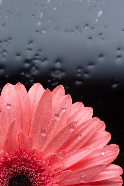 Metà del primo piano del fiore della margherita della gerbera