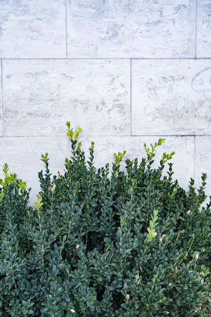 Metà di foglie verdi e muro di cemento grigio e verde astratto cemento