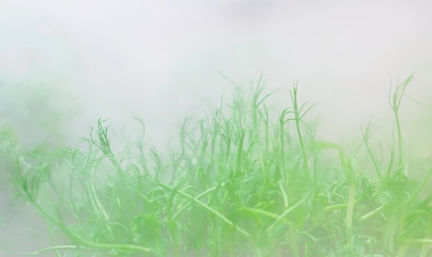 Micro green sul bancone del mercato sotto un sistema di nebulizzazione per mantenere fresche le verdure Messa a fuoco selettiva sfondo sfocato Pubblicità per alimenti freschi e sistemi di conservazione della freschezza