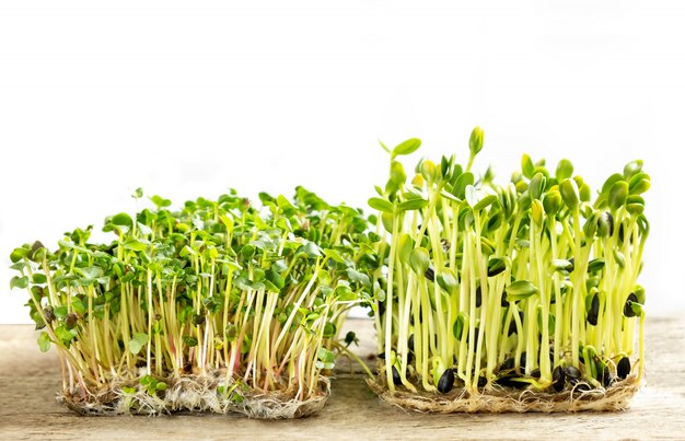 Micro verdi. Semi di girasole germinati e germogli di ravanello