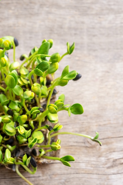 Micro verdi. Semi di girasole germinati, fine in su.