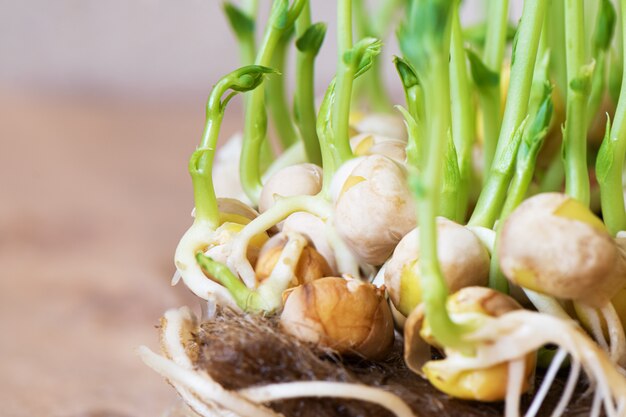 Microgreens. Vista alta vicina dei piselli germogliati crescenti.