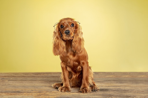 Miglior maestro. Il giovane cane inglese del cocker spaniel sta posando. Simpatico cagnolino marrone giocoso o animale domestico seduto in occhiali isolati sulla parete gialla. Concetto di movimento, azione, movimento, amore per gli animali domestici. Sembra fico.