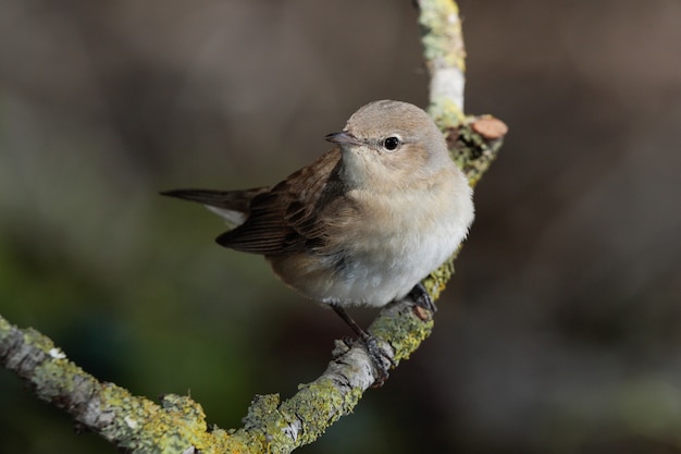 Migrante primaverile Garden warbler Sylvia borin, Malta, mediterraneo