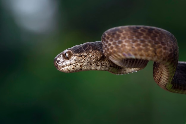 Mimetica del serpente carinatus di Pareas su legno Keeled Slug Snake closeup