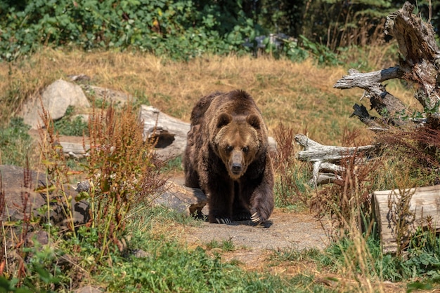 Minaccia grande orso grizzly