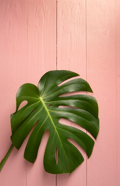 Minima composizione di piante tropicali