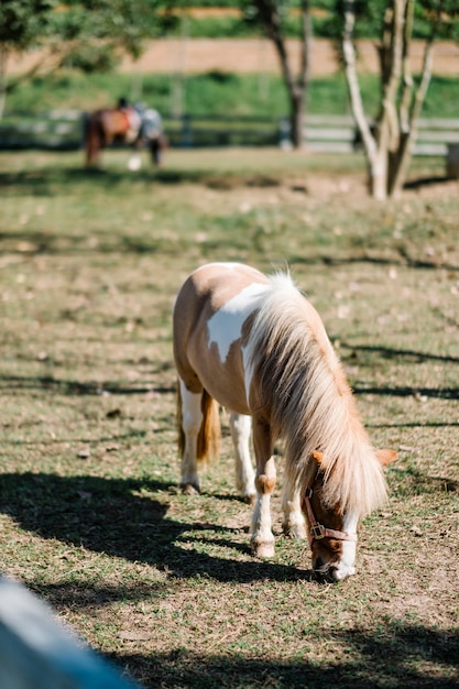 minuscolo cavallo nel parco che si affaccia sull&#39;erba