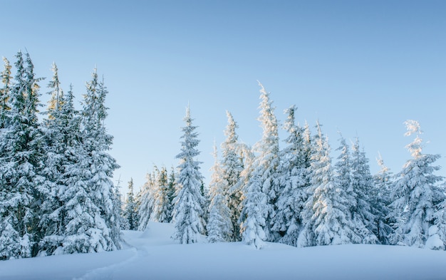 Misterioso paesaggio invernale maestose montagne in inverno. Albero innevato inverno magico.