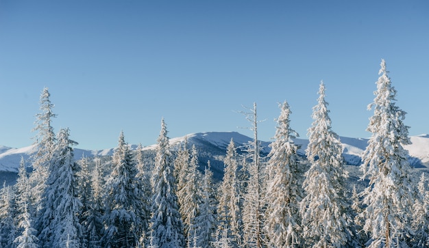 Misterioso paesaggio invernale maestose montagne in inverno. Albero innevato inverno magico.