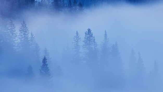 Misty faggeta sul pendio della montagna in una natura