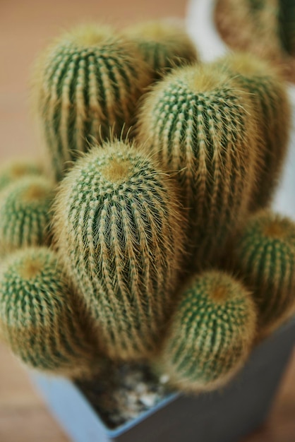 Mockup di cactus di sabbia di mare in un vaso