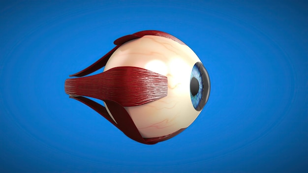 Modello anatomico 3D di un occhio