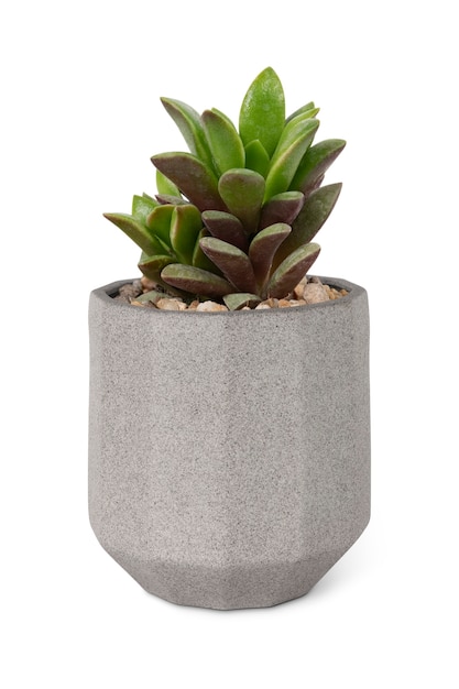 Modello di pianta succulenta in un piccolo vaso grigio