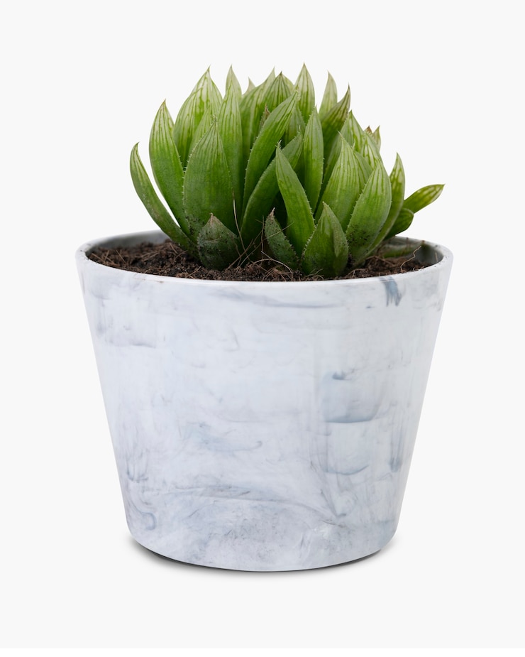 Foto gratuito modello di pianta succulenta in un piccolo vaso grigio