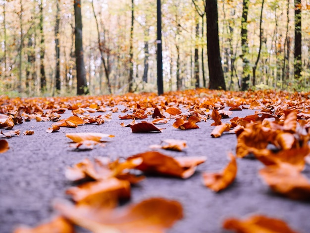 Molte foglie secche di acero autunnali cadute a terra circondate da alberi ad alto fusto su uno sfondo sfocato