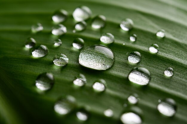 Molte gocce d'acqua cadono su foglie di banano