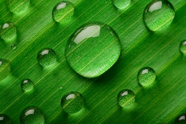 Molte gocce d'acqua cadono su foglie di banano