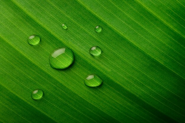 Molte gocce d'acqua cadono su foglie di banano