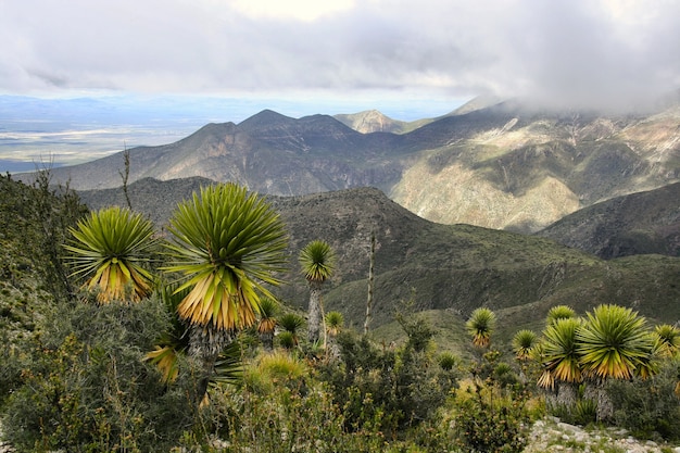 Molte piantagioni di palmetto nano verde sotto il bel cielo nuvoloso