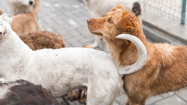 Molti cani da salvataggio al rifugio in attesa di essere adottati