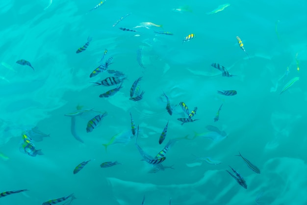 Molti pesci in mare