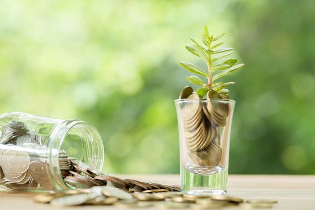 Monete in un bicchiere con un piccolo albero