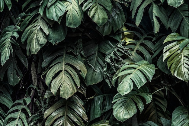 Monstera deliciosa foglie di piante in un giardino