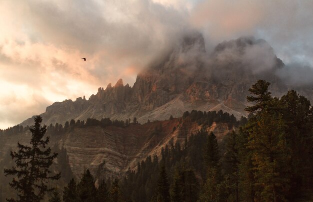 Montagna Circondata Da Alberi