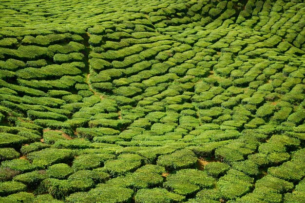 Montagna con alberi e arbusti