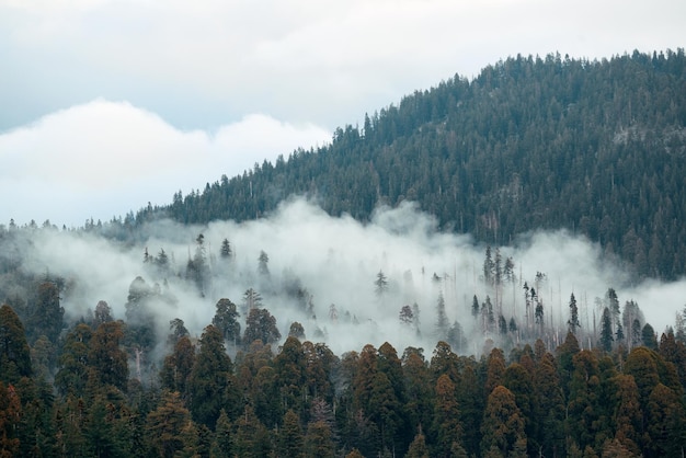 Montagna con nebbia e nuvole nel Parco Nazionale di Sequoia